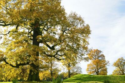 Autumn Oaks