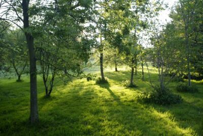 Morning Sunlight