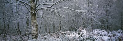 Winter Woodland I