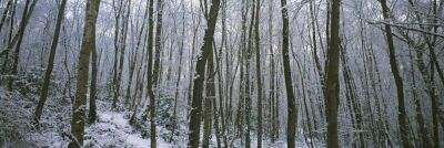 Winter Woodland II
