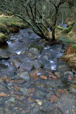 Scottish Burn