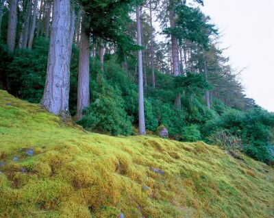Scots Pines II