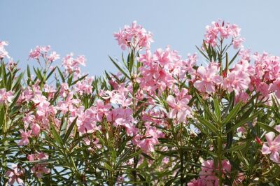 Oleander