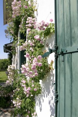 Roses - South of France