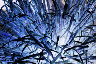 Miscanthus