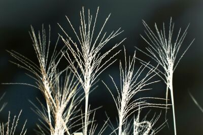 Zebra Grass