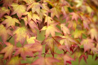 Japanese Maple Leaves