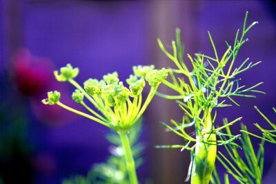 Fennel in Summer