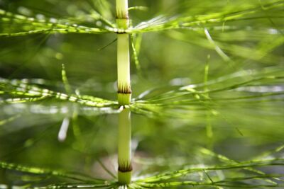 Giant Horsetail