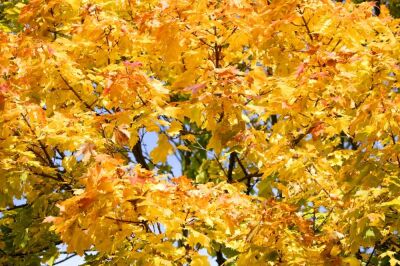Sycamore Leaves In Autumn