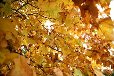 Sycamore Leaves in Autumn