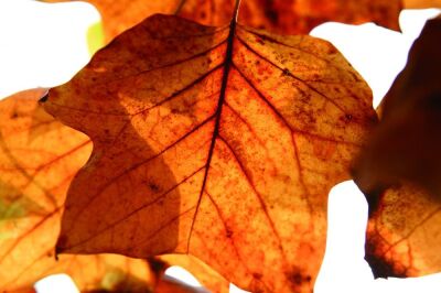 Tulip Tree Leaves in Autumn
