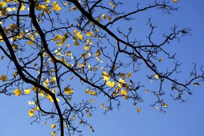 Oak Leaves