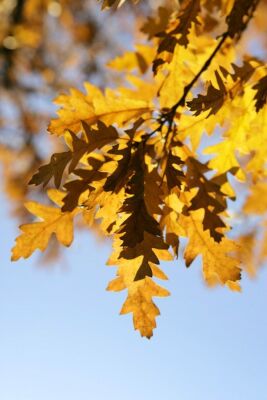 Oak Leaves