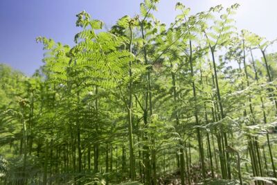 Ferns Norfolk Broads
