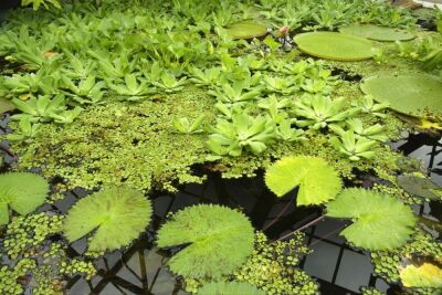 Water Lily Pads