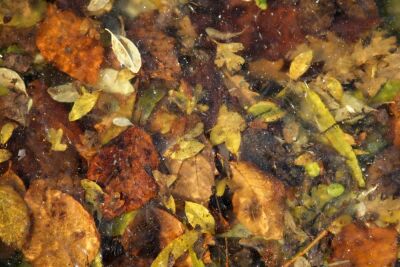 Frozen Autumn Leaves