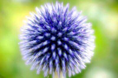 Globe Thistle
