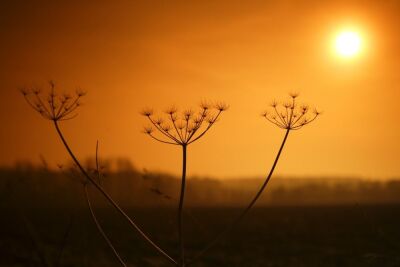 Cow Parsley Winter