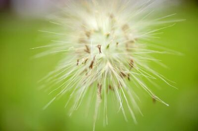 Ethiopian Fountain Grass