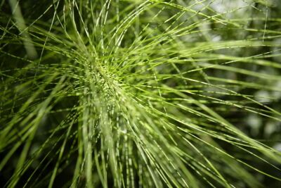 Giant Horsetails