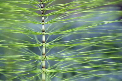 Giant Horsetail