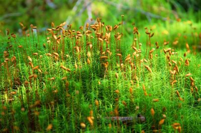 Moss Seed Pods