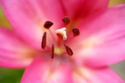 Asiatic Lily Closeup