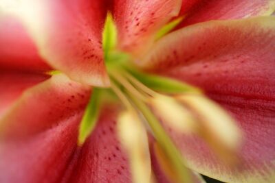 Tiger Lily Close Up