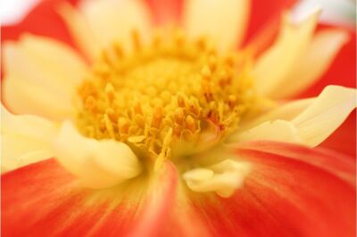 Dahlia I