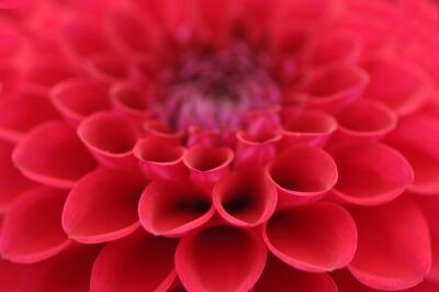 Dahlia III