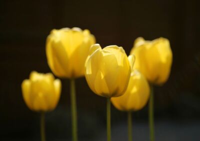 Yellow Tulips