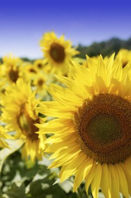 Sunflowers