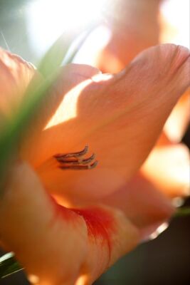 Gladioli