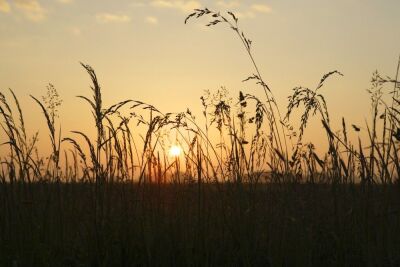 Norfolk Dawn I