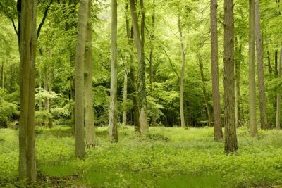 Thetford Forest, Norfolk