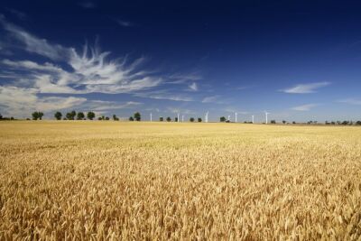 Wheat Field With Wind Farm On Horizon, Norfolk