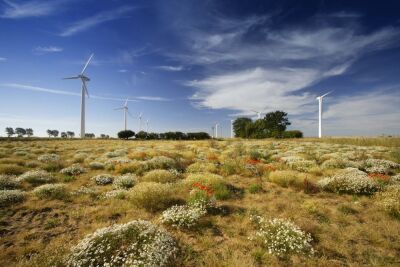 Wildflowers And Wind Turbines, Norfolk