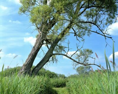 Crack Willow,Norfolk Broads