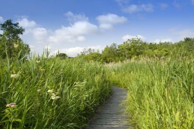 Ranworth Broad