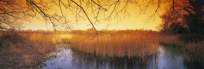 Ted Ellis Nature Reserve, Norfolk