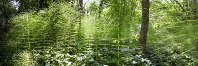 Horsetails