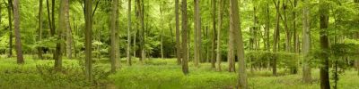 Spring In Thetford Forest, Norfolk