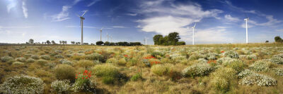 Wind Turbines And Wildflowers, Norfolk