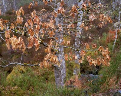 Oak Trees, Inverness, Scotland