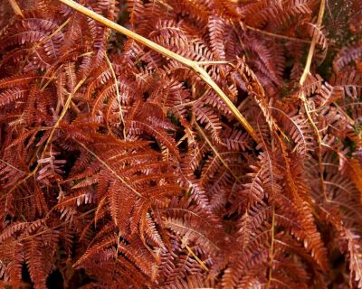 Bracken, Inverness, Scotland