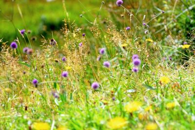 Wildflowers, Glen Finnan, Scotland
