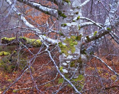 Silver Birch, Inverness, Scotland