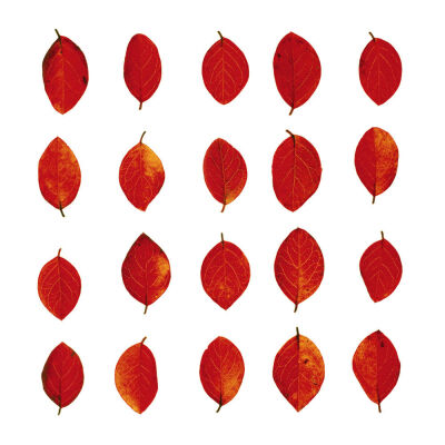 Leaves