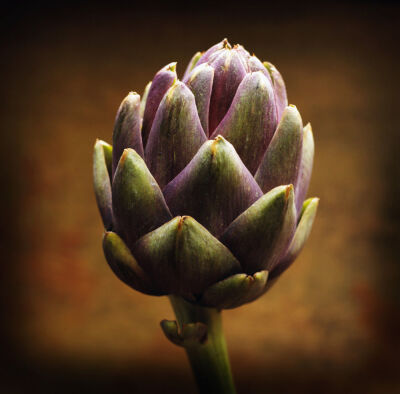 Cynara scolymus